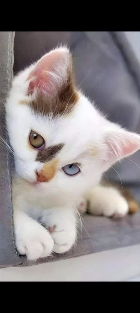 Animal Protection Laws
🆘Ukrainian signatures needed!
6️⃣ days left to make a difference!

Implementation of affordable  sterilization for pets in all regions of Ukraine.
👇
17, 668 more signatures needed.
petition.kmu.gov.ua/petitions/6429
‼️#DontBeLikeTurkey