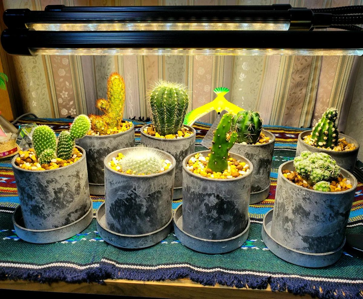 SparrowDamien's tweet photo. #2024年8月11日 #サボテン #観葉植物 #mycollections
サボテンの栽培を始めました。
(〃´▽`)
— 場所: 六月 https://t.co/pvRf4NFfsK