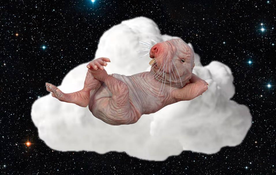 Chilling Naked Mole Rat tweet media