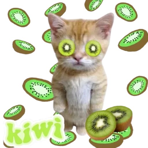 Dinhan83's tweet photo. @Crypto_Fritzz @mrpunkdoteth @k1wionsol
$kiwi 100m https://t.co/ielPUj1tOe