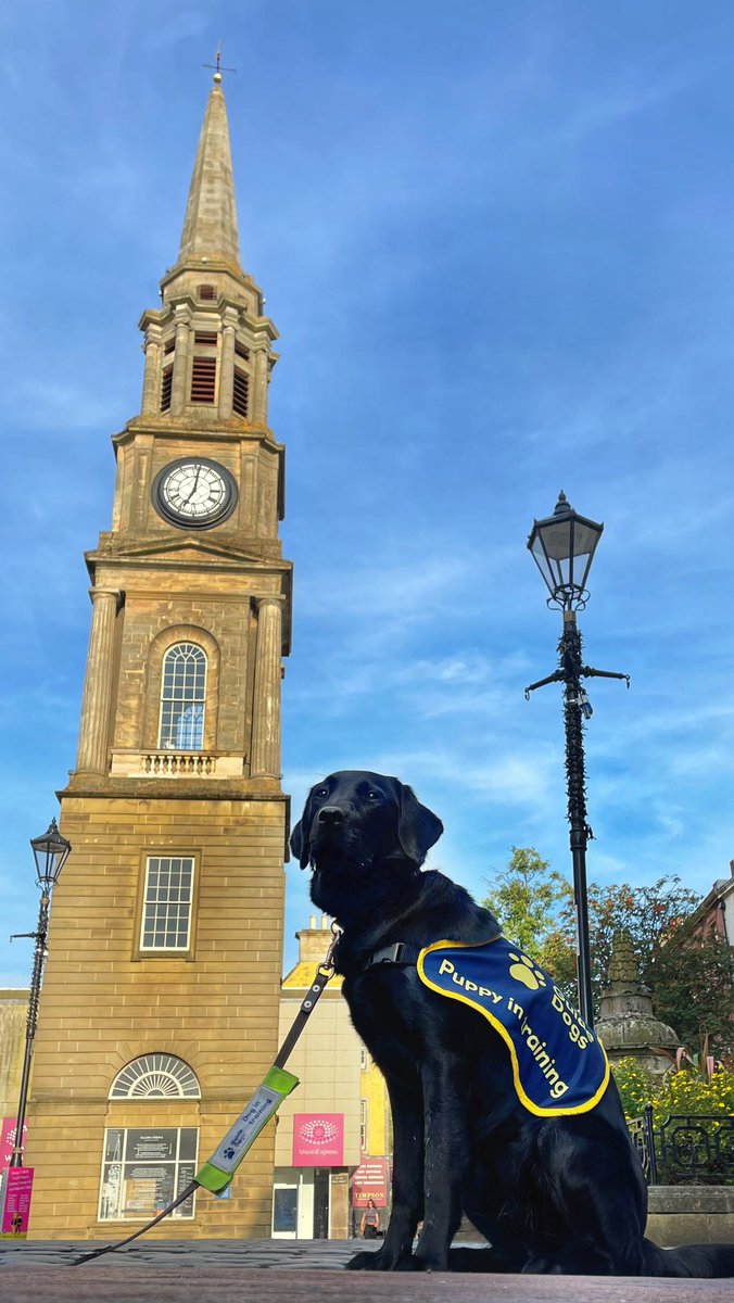 TraceyFullerton's tweet photo. @JonAttenborough We are puppy raisers Jon, we support the @guidedogsscot pups from 8 weeks to about a year old. As volunteers we sometimes have to explain our role and the bigger picture. We get our pup used to life. From busy traffic, walking in crowded places, settling in quiet places. https://t.co/D8y9SK1TaF