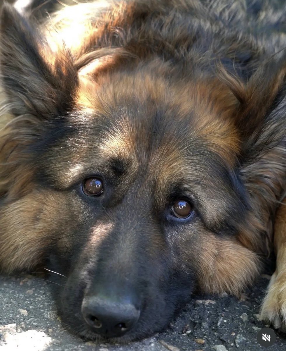 Seri katiller, hayvanları öldürerek cinayet işlemeye başlarlar, sonra sıra insanları katletmeye gelir. Cehennemin kapılarını açtınız, Allah hepinizin bin türlü belasını versin.