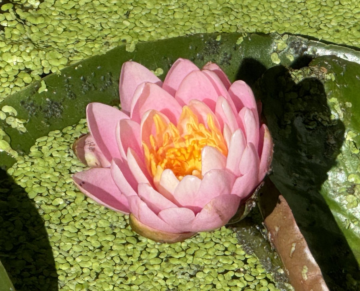 Urbanponds101 tweet media