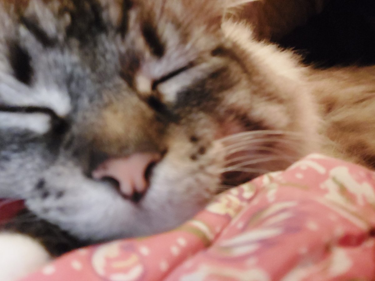 TheSnert's tweet photo. @azusOnlySpams Here's Frickle to inspire you to stay asleep longer. https://t.co/IaKIOyksvG