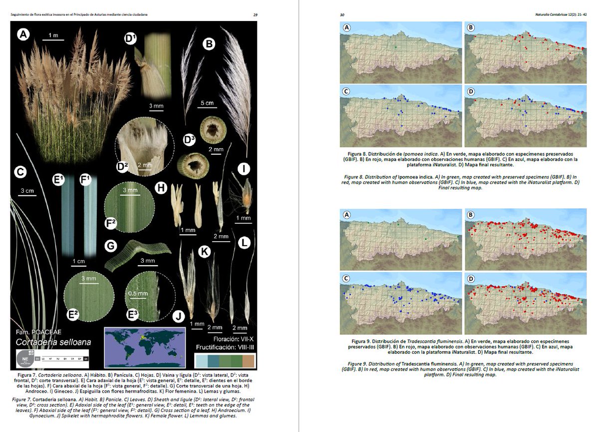🚨Disponible online el trabajo sobre plantas invasoras de Asturias, encontrarás: láminas Lankester, mapas de distribución,  lista de invasores potenciales, futuras amenazas, nuevas citas regionales y mucho más.
👉 indurot.uniovi.es/actividad/publ…
<a href="/IndurotUniovi/">Indurot</a> <a href="/UOdivulga/">UCC+I UniOvi</a> <a href="/uniovi_info/">Universidad Oviedo</a>