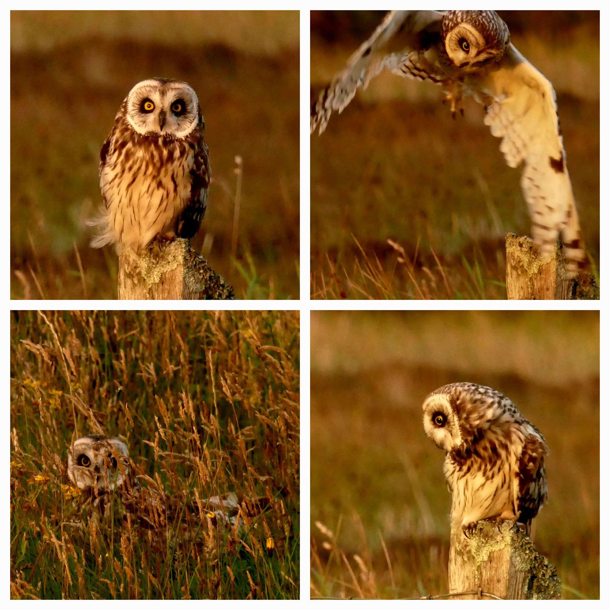 A short-eared owl fledgling learning to hunt #SouthUist 💚