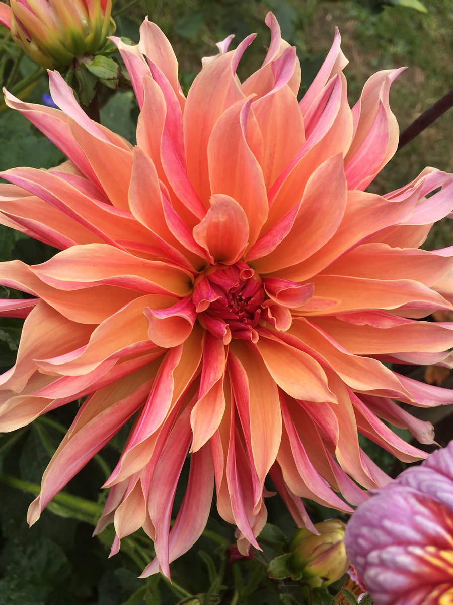 Morning 👋 It’s scorchio 🌞 Welcome to my garden  #dahlia Labyrinth 🌸 Have a great Sunday 😊

#flowers #gardening #DailyDahlia