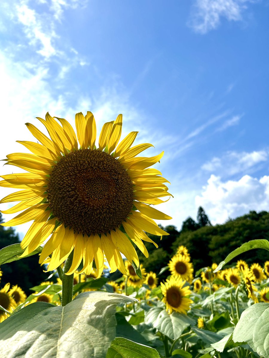 那須塩原市の道の駅明治の森黒磯に隣接するハンナガーデンのひまわりが