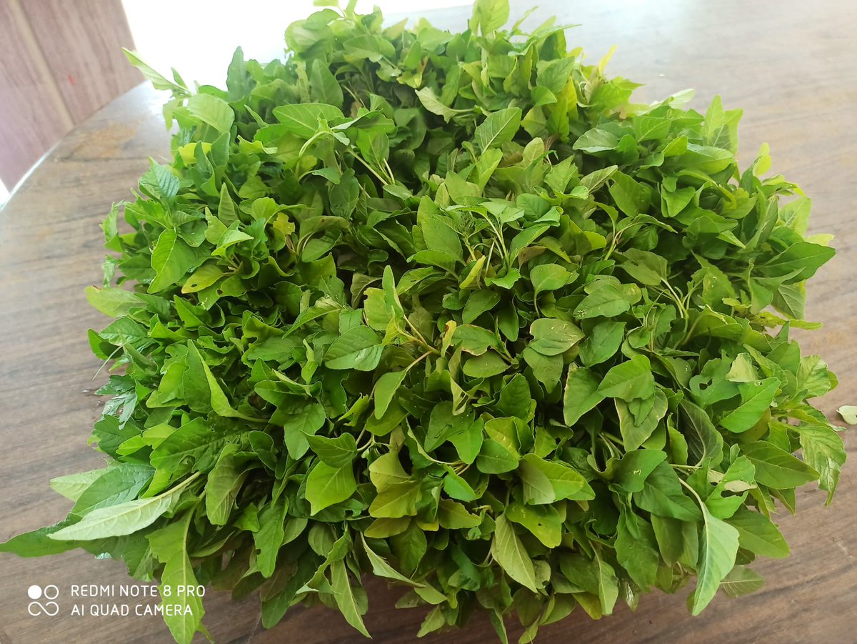 A little update from our FIN field office #garden! We recently harvest 9 bundles of #spinach which was quickly taken by nearby villagers. Growing our own greens can be a huge step towards making healthy and native foods #accessible 🥬