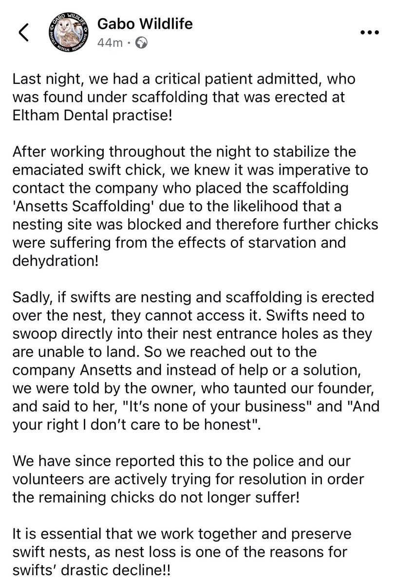 swifts_uk's tweet image. Saddended to hear this is happening again! We need to protect our local nest sites….. Please survey and add Nestsites to #SwiftMapper 

The scaffold company told Gabo Wildlife They don’t care..

#Swifts #GaboWildlife @Natures_Voice @RSPBEngland @IoloWilliams2