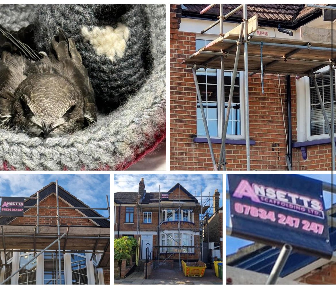 swifts_uk's tweet image. Saddended to hear this is happening again! We need to protect our local nest sites….. Please survey and add Nestsites to #SwiftMapper 

The scaffold company told Gabo Wildlife They don’t care..

#Swifts #GaboWildlife @Natures_Voice @RSPBEngland @IoloWilliams2