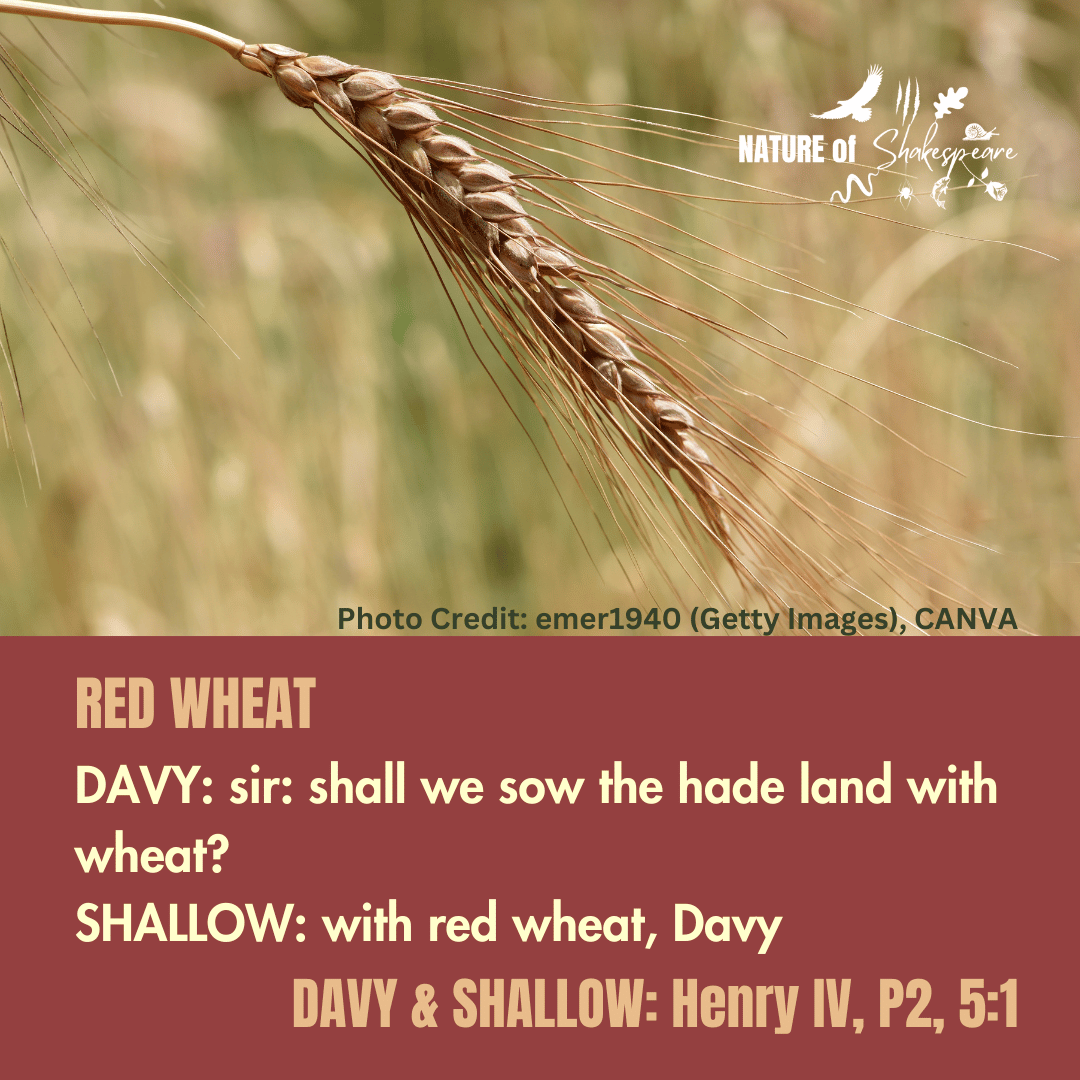 NatureS40430's tweet photo. Shakespeare Species Red Wheat: sir: shall we sow the hade land with wheat? with red wheat. Red Wheat is Bearded or Durum Wheat. Durum Wheat is often used for pasta nowadays but was also used for bread in the past. #shakespearespecies @CropTrust  @JohnInnesCentre @IFarmers https://t.co/3qwCgdh9C1