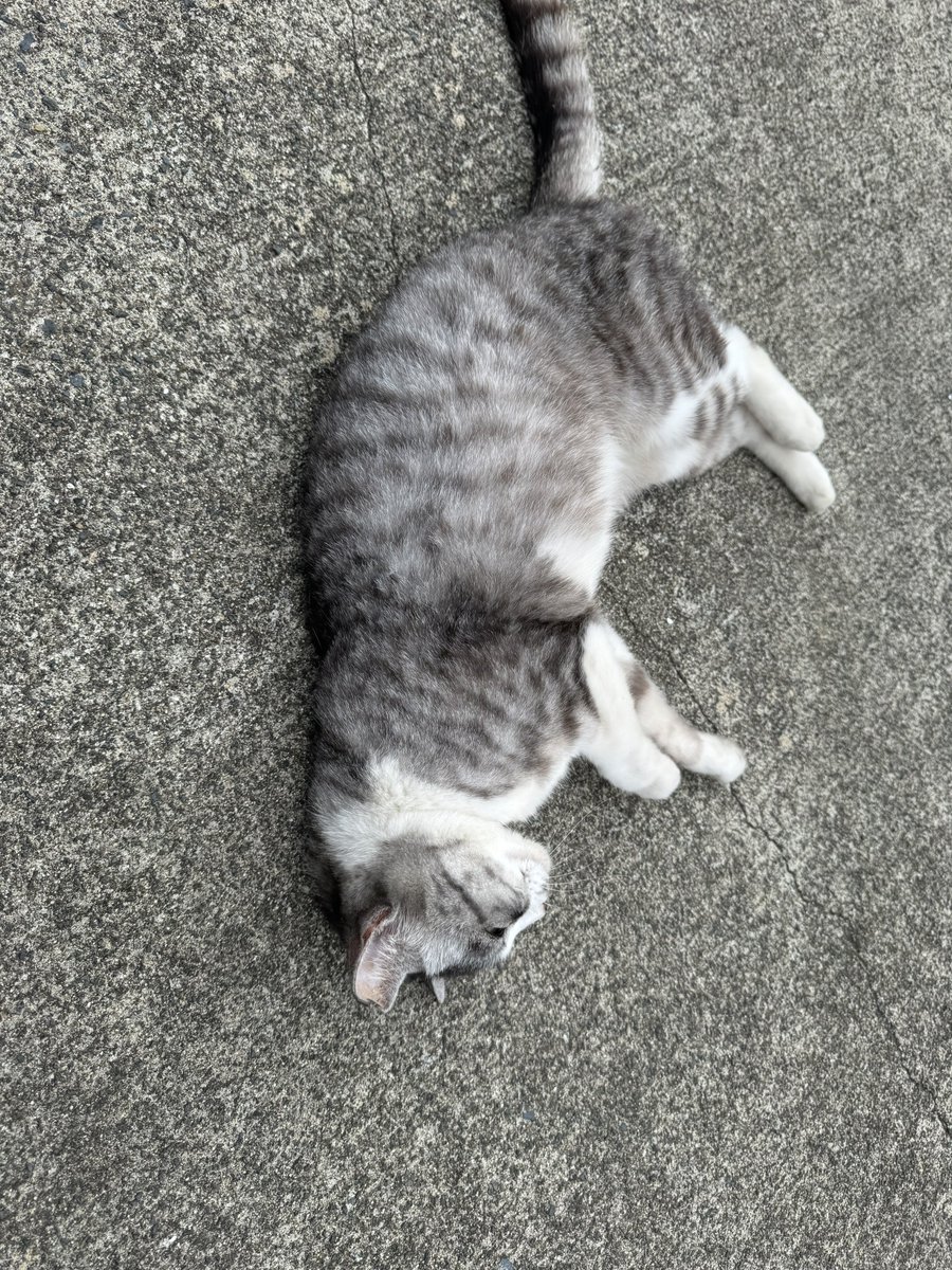 kuk6265's tweet photo. たでーま猫ちゃん https://t.co/A2qX8fedzs