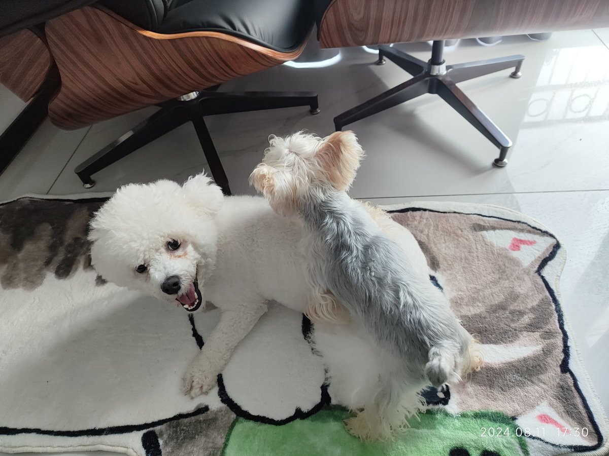 dengshy's tweet photo. 两只公狗在干嘛呢 https://t.co/EGGSQsL2hj
