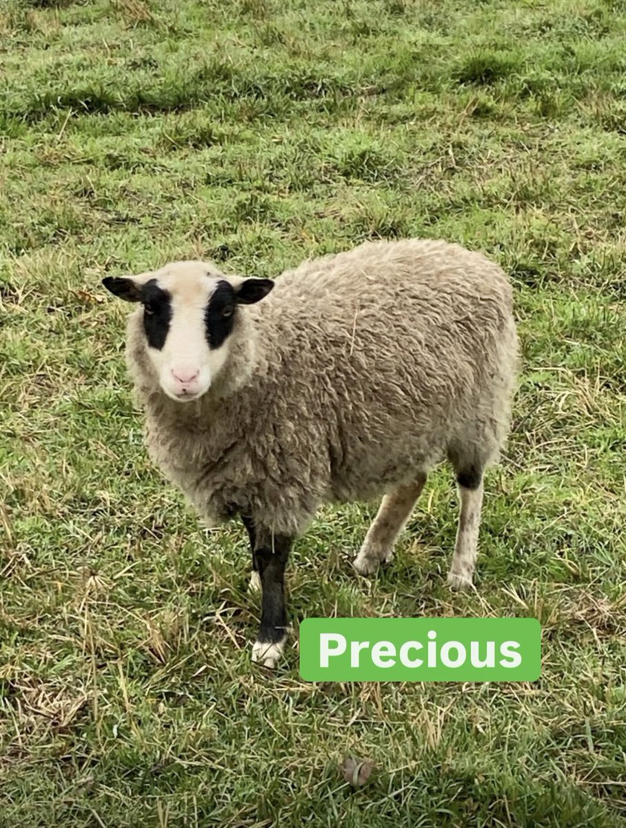 HoovesTails's tweet photo. The not-so-glam side of sheep sanctuary🐑 

Four of the sheeple have a chronic grass allergy causing constant diarrhoea. 

I spend countless hours caring for them, giving meds, cleaning up and limiting travel. It's tough but rewarding. 

#sheeplife #animalcare #sheephealth #sheep https://t.co/wLfClcpWah