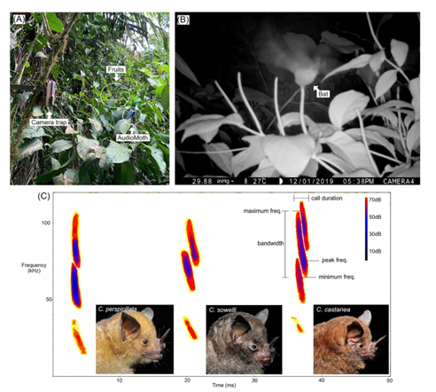 iobjournal's tweet photo. Sunday Fresh Ink!!!

Effects of #Habitat and Fruit Scent on the Interactions between Short-tailed Fruit #Bats and Piper #Plants

Sil, Visconti, Chaverri,  @SESantanaM 

https://t.co/UH3y4wPAtG

#Neotropics #olfaction #biology #science https://t.co/fWZaZhlSYK