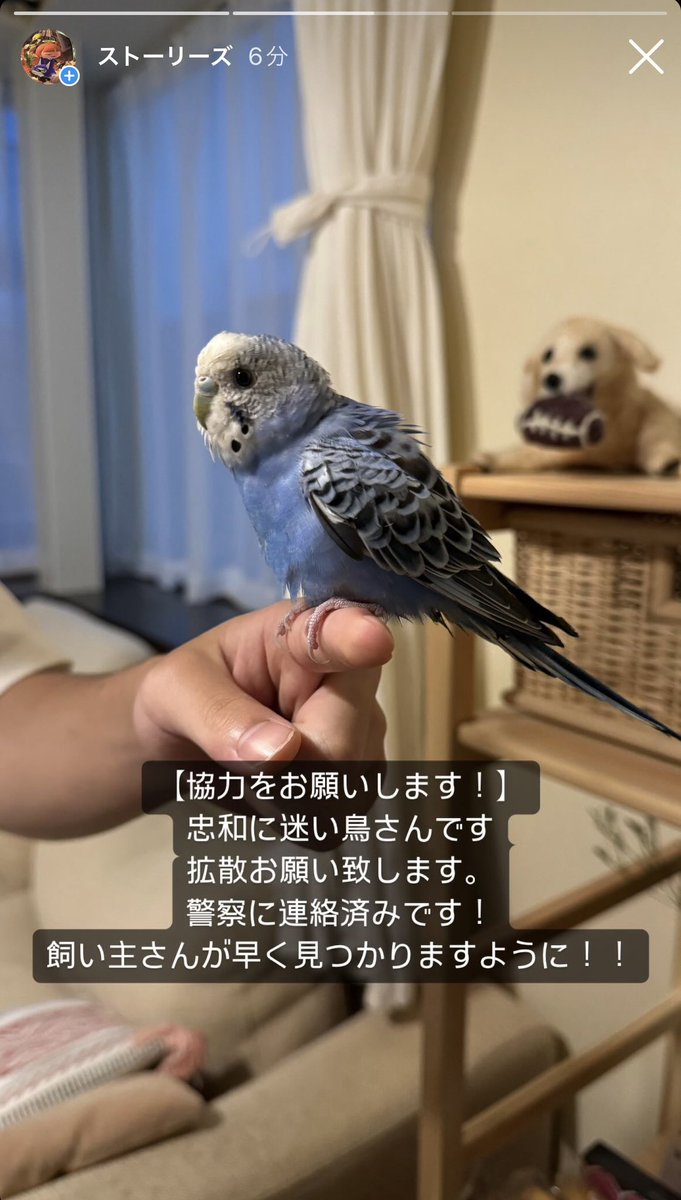 Astronaut1210's tweet photo. 迷い鳥さんです、拡散協力お願い致します！ https://t.co/NGBIdEh02f