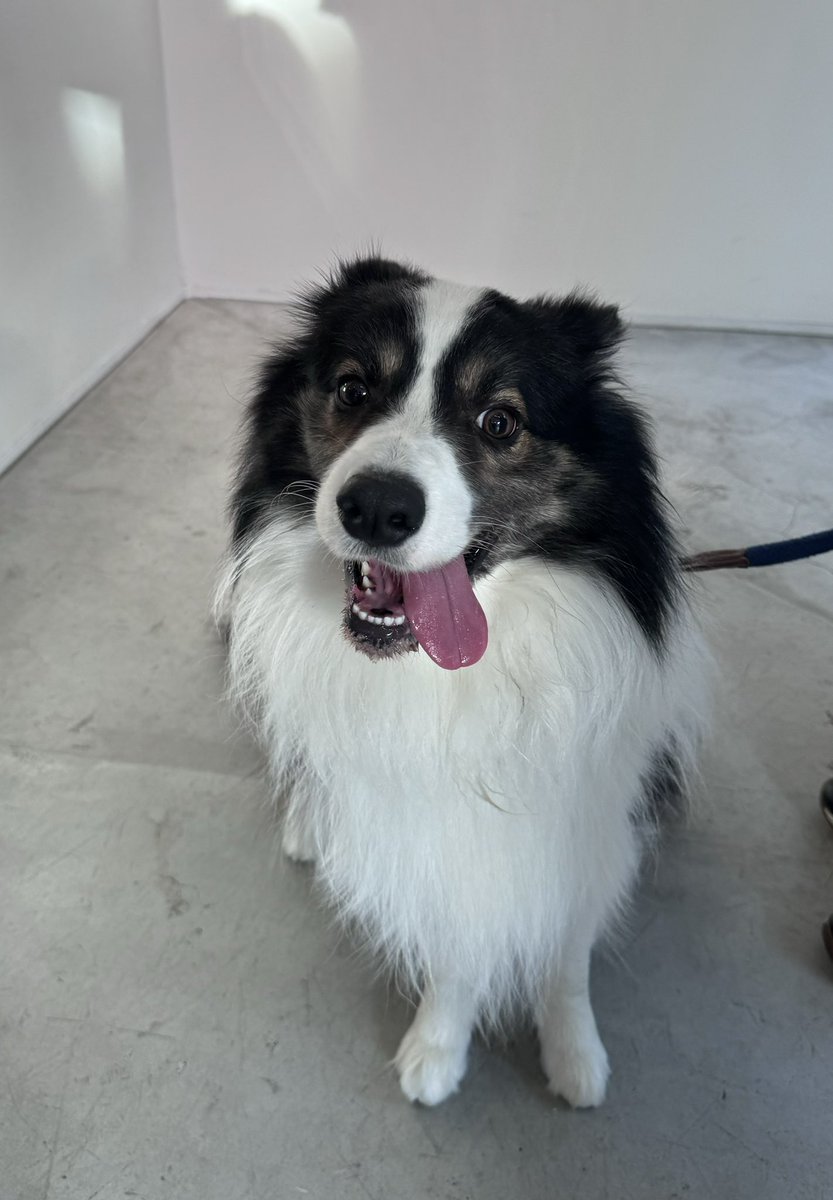 kimushin7's tweet image. 本日もグループ展「Earth Angels 」へ。
あいにゃんから作品について直接説明を聞けて乾杯もできて最高でした🍻ライブ翌日にも関わらず在廊してくれたあいにゃんに感謝✨
#SDSTYO #streetdreamsmag
#SDMfeatures #ART #抽象画
#AinaYamauchi #あいにゃん