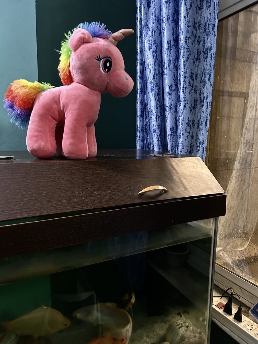 veesin's tweet photo. A rainbow unicorn enjoys the rain https://t.co/UVugyX9kxw