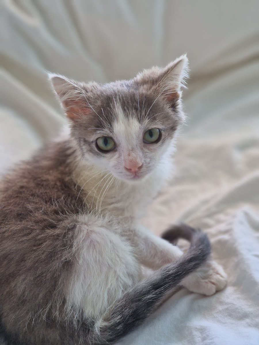 Fernando tweet media