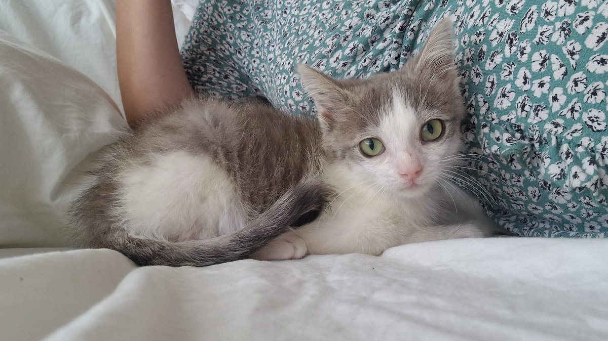 Fernando tweet media