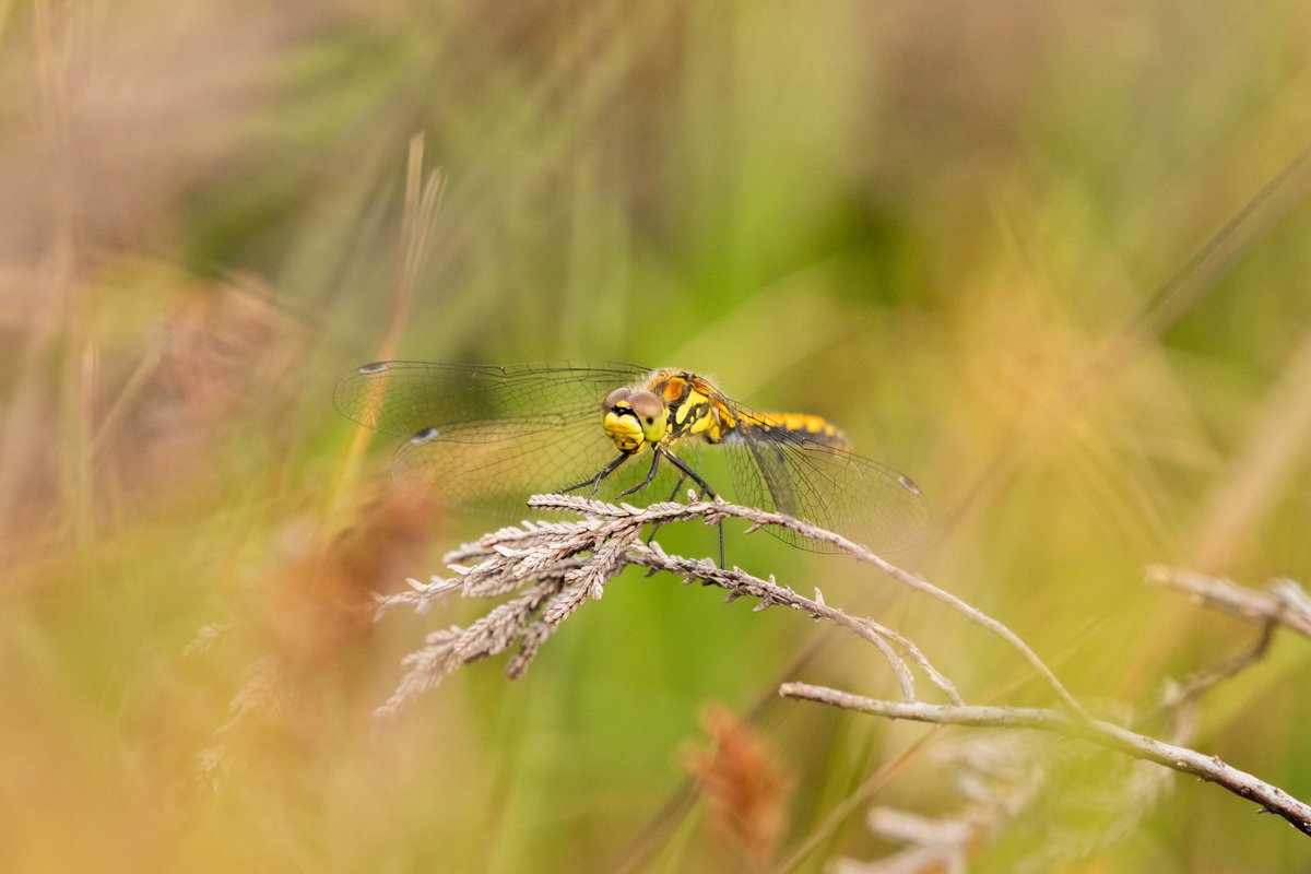 Joe Fryer (@joebirding) on Twitter photo Black darters from Brimham rocks recently <a href="/BDSdragonflies/">British Dragonfly Society</a> <a href="/nybirdnews/">NorthYorksBirdNews</a> <a href="/nationaltrust/">National Trust</a> Black darters from Brimham rocks recently <a href="/BDSdragonflies/">British Dragonfly Society</a> <a href="/nybirdnews/">NorthYorksBirdNews</a> <a href="/nationaltrust/">National Trust</a>
