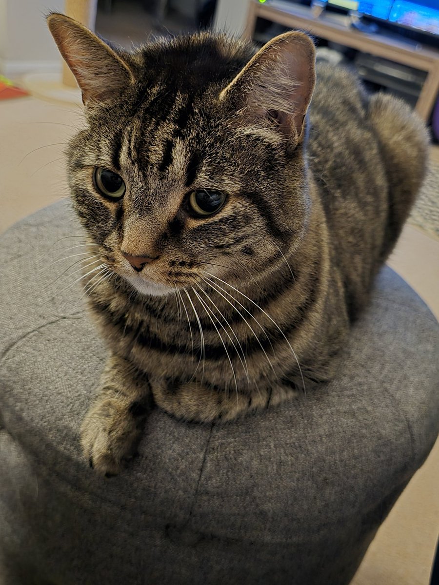 Peragwin1's tweet image. Today we said a final goodbye to our puss cat friend Bubbles. He's gone over the rainbow bridge 🌈 to be with his sister Weebay. Our hearts are broken. 💔😪
