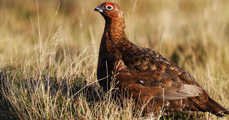 ProtectTheWild_'s tweet image. Red Grouse are sensitive birds that are devoted parents to their chicks.

They deserve so much better than being blasted out of the sky to satisfy the sick lust of a coward with a shotgun. 

RT if like us you're opposed to grouse shooting and the #Inglorious12th