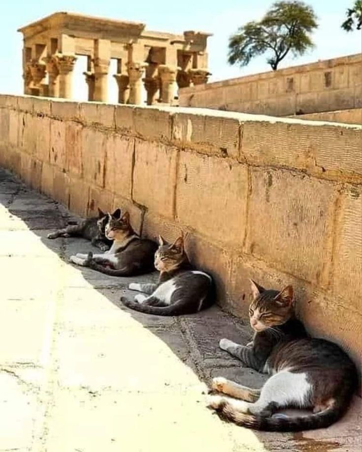 Hyperion tweet media