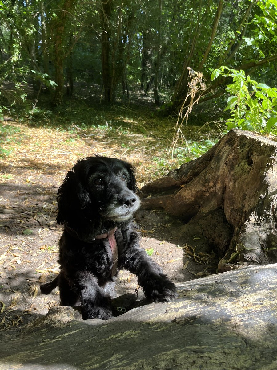 Sonia English (@soniarcher) on Twitter photo #run with the big kids and a new PB before last ever #walk with the little lady. It’s been lovely having her for a little holiday but they have very different activity needs- great for #AHPsActive and getting my steps in! <a href="/YS_AHPs/">YSTeachingNHS_AHPs</a> #run with the big kids and a new PB before last ever #walk with the little lady. It’s been lovely having her for a little holiday but they have very different activity needs- great for #AHPsActive and getting my steps in! <a href="/YS_AHPs/">YSTeachingNHS_AHPs</a>