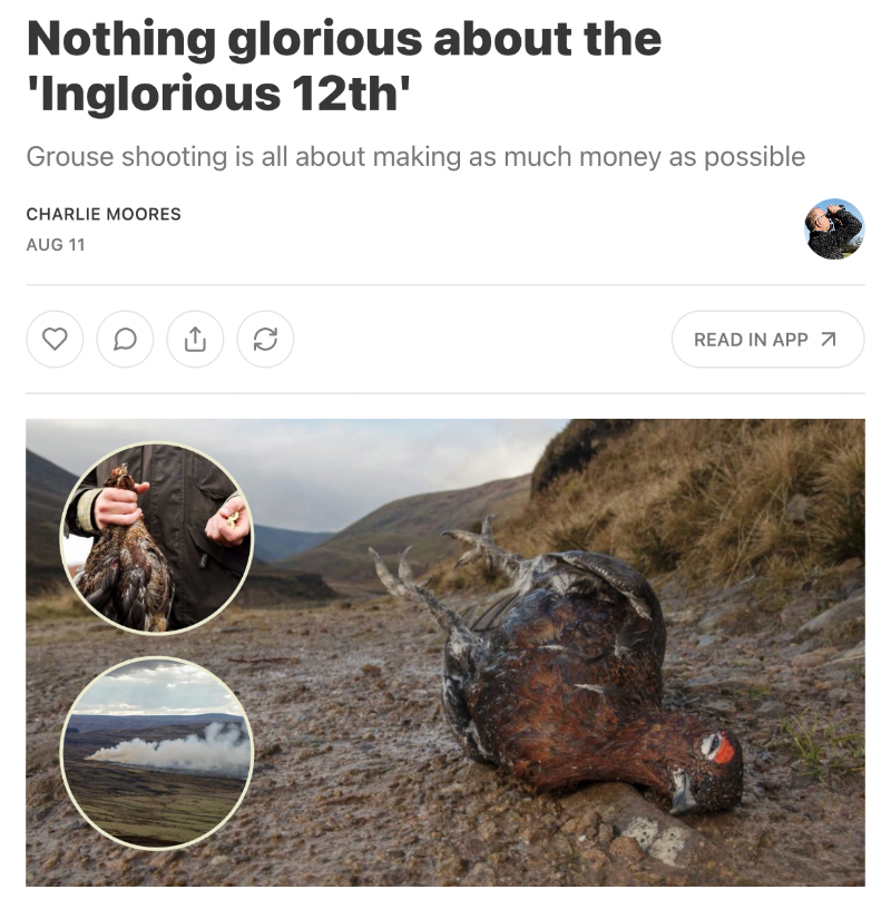 ProtectTheWild_'s tweet photo. The Grouse shooting season starts tomorrow where cowards will blast thousands of Red Grouse out of the sky for fun.

There is nothing 'glorious' about this cowardly and pathetic pastime. https://t.co/18DgSqqYaW