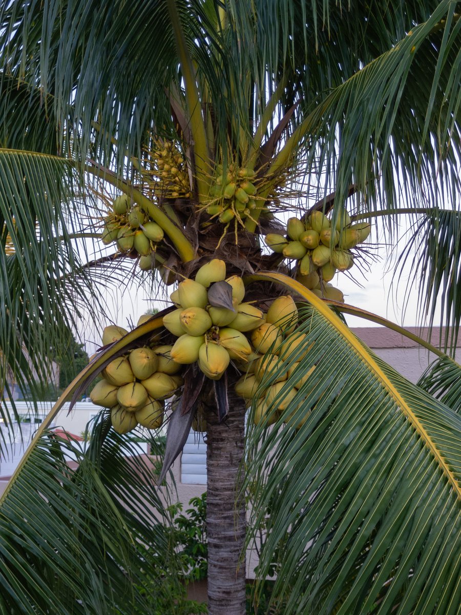 edleethompson's tweet image. Good morning!
.
#CCD #OlympusXZ1 #CCDsensor #olympusphotography #olympus #olympusccd