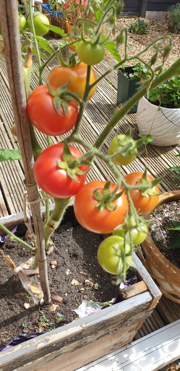 LindosWar's tweet photo. Gratuitous sexy homegrown vegetable pics - absolute filth https://t.co/GMWmfR0M6a