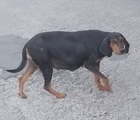 LÜTFEN YARDIM EDECEK BİRİ OLSUN VE LÜTFEN HERKES PAYLAŞSIN‼️

Bu can Ordu'da! Hamile ve doğumu çok yakın. Barınağa düşmeden acil kurtarılması lazım!