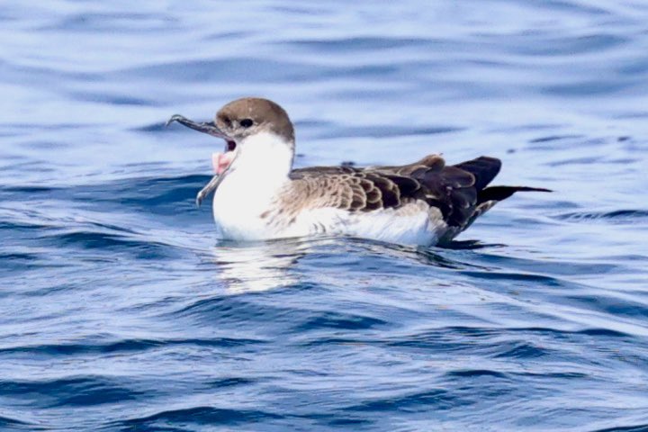 bazsample7's tweet image. A few more from last weekend’s pelagic in the Scillies!! @Scillypelagics @jamiesample99