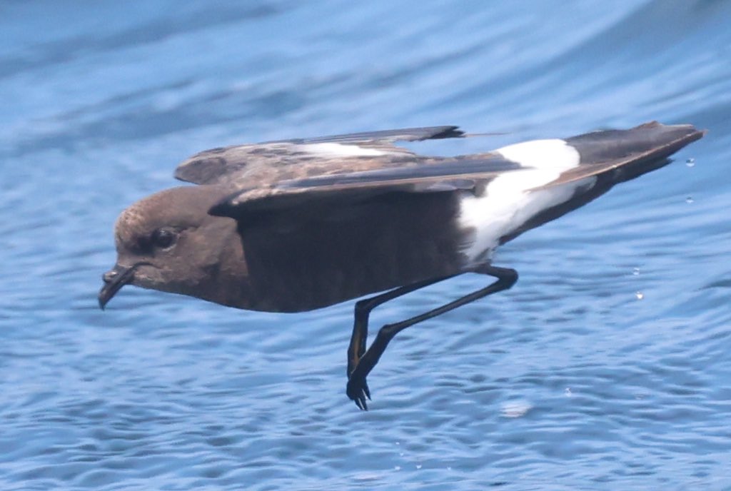 bazsample7's tweet image. A few more from last weekend’s pelagic in the Scillies!! @Scillypelagics @jamiesample99