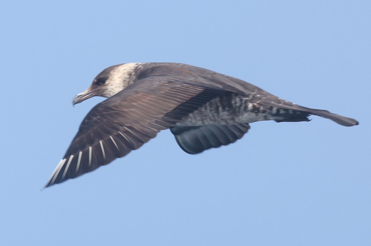 bazsample7's tweet image. A few more from last weekend’s pelagic in the Scillies!! @Scillypelagics @jamiesample99