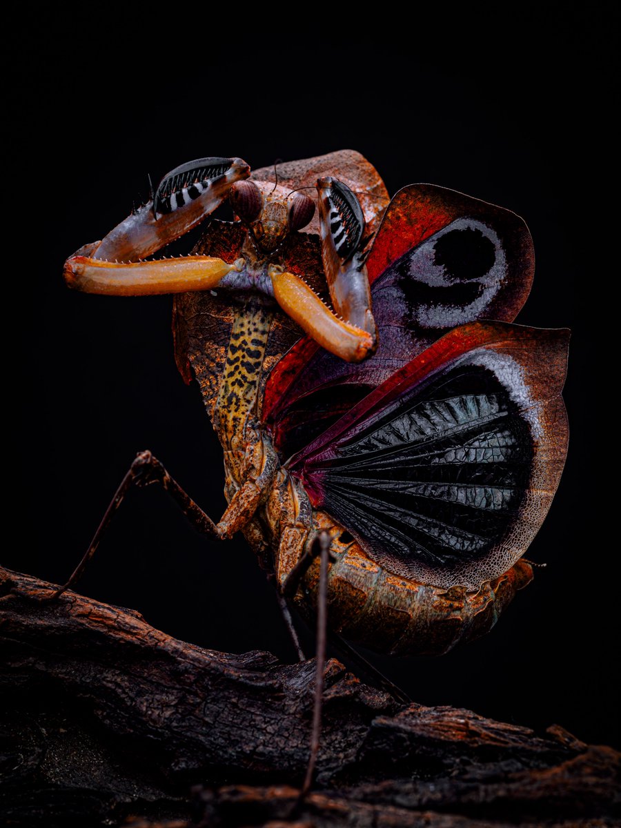 めっちゃフォロワー増えてるので追加。
カマキリはいいぞ