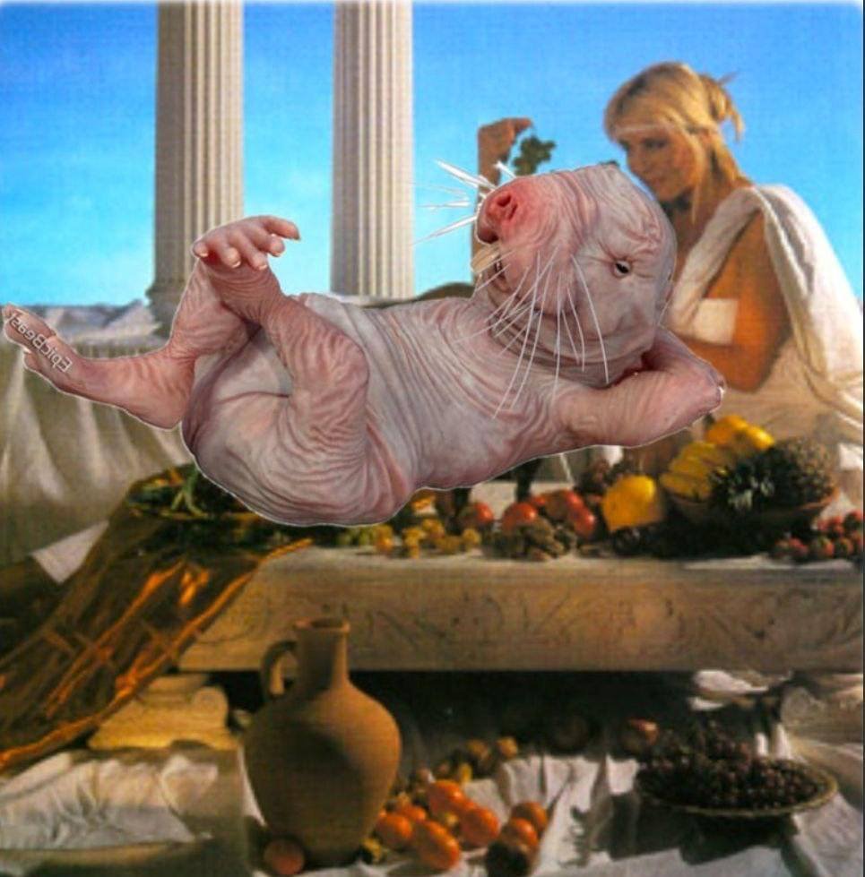 Chilling Naked Mole Rat tweet media