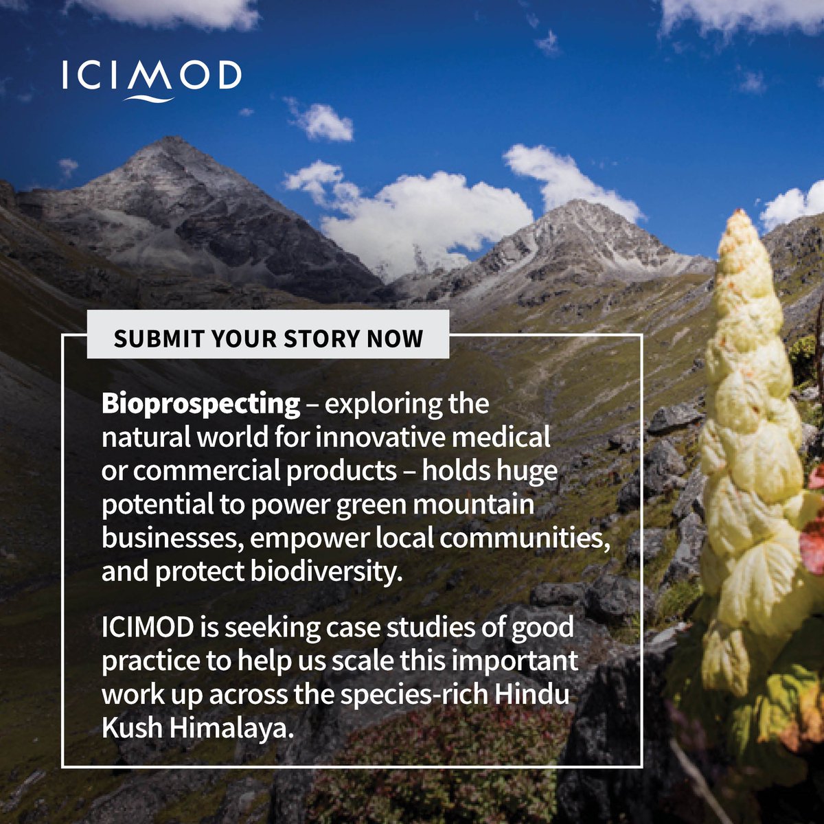 icimod's tweet photo. 📢DEADLINE FAST APPROACHING:

Could a green gold-rush help protect nature, and nature-protectors?  

Almost half of all pharmaceuticals we use today were first derived from nature -including aspirin, and treatments for malaria and tuberculosis. Bioprospecting, tapping the plant-world for breakthrough applications in allopathic or herbal medicine, food and beverage industries, cosmetics, therapeutics and more, holds huge potential in the species-rich Hindu Kush Himalaya. 

Done well, through a convergence of local and Indigenous knowledge, science, medicine, and chemistry, they might deliver social and economic benefits to local communities and society at large; while also defending biodiversity in the teeth of growing competition for land and resources. 

ICIMOD is seeking case studies of good practice to support our work to grow green and resilient bioprospecting businesses and equitable sharing of benefits arising from any commercial use.  

Details and submission: https://t.co/4hjMfhCxSU

#NaturebasedSolutions #HIREAP
@FCDOGovUK @AnuJoshiShresth @Surendr73415873 @bandanashakya12 @WaqasAbid_Econ