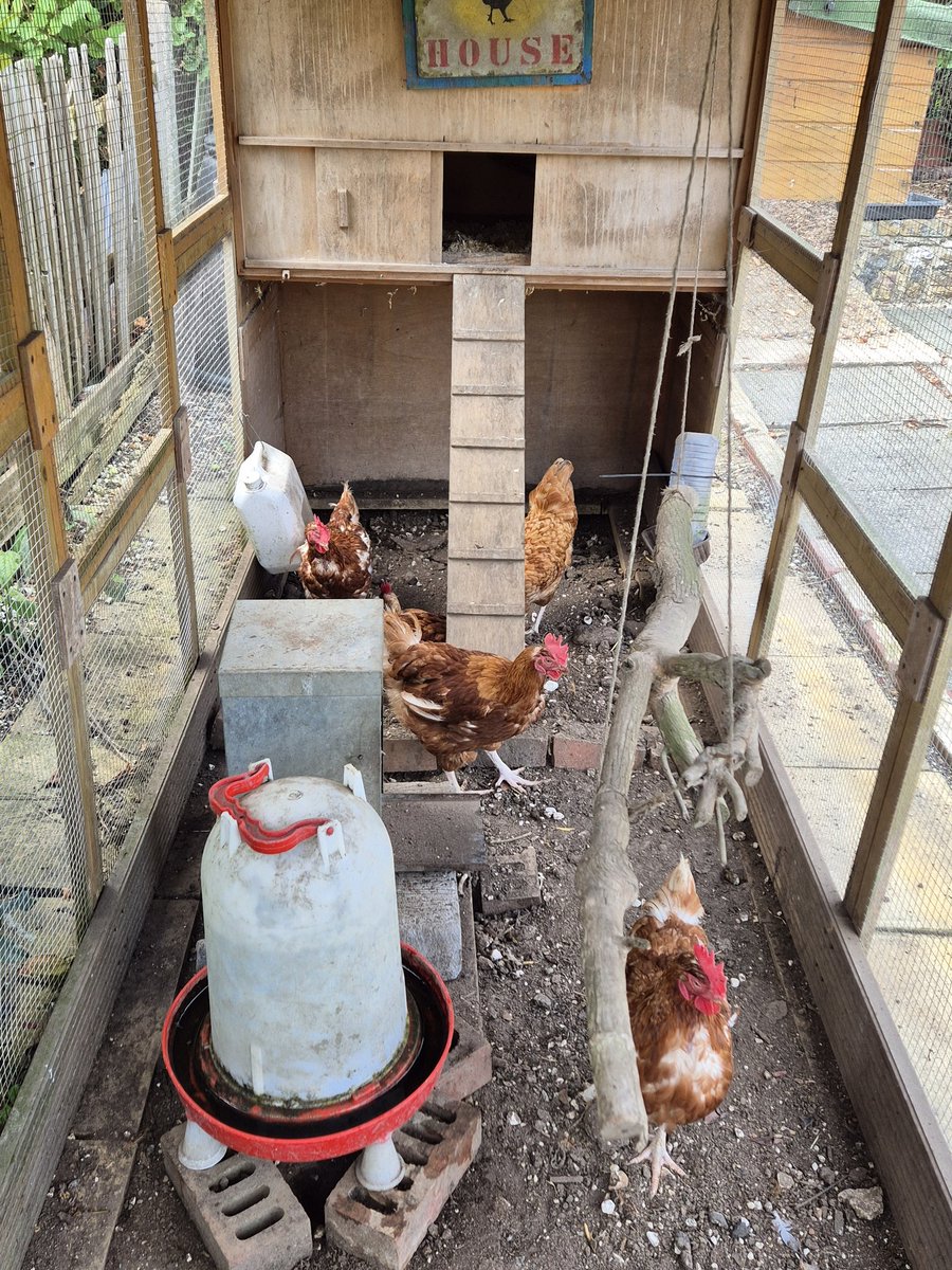 A new flock of girls have been rehomed with us today. Wishing them a healthy life