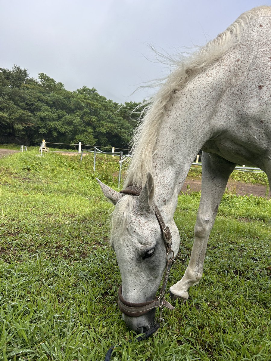 MTGplayer5544's tweet photo. 明日は台風らしいです。食い溜めましょう！
今日のリンシコム　568
#リンシコム
#乗馬
#馬
#青森
#乗馬クラブえるで
#メジロマックイーン産駒 https://t.co/sMhAMiWCiN
