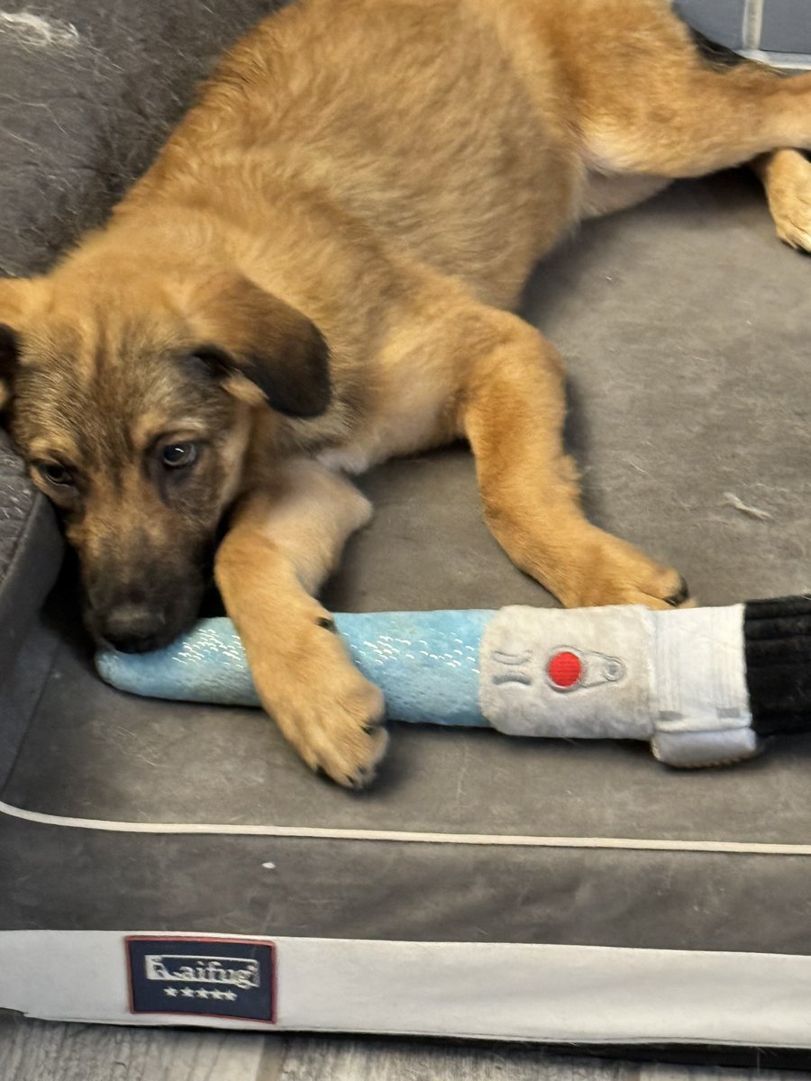 Lil bit , my new lil sister. Still don’t have an ‘official name’ yet.