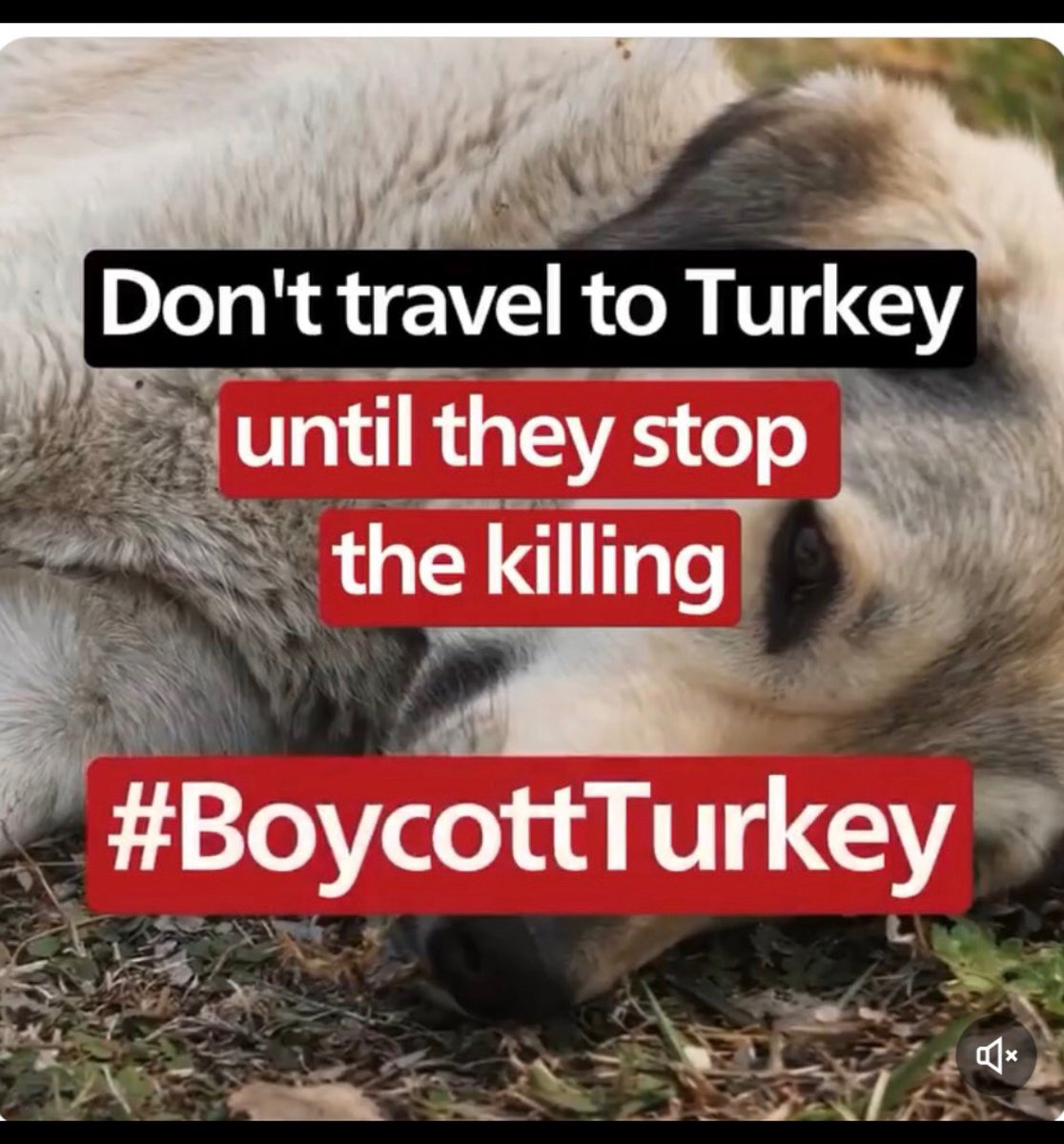 suna_rosey's tweet photo. #boycottTurkey https://t.co/K4TuHH6zwq