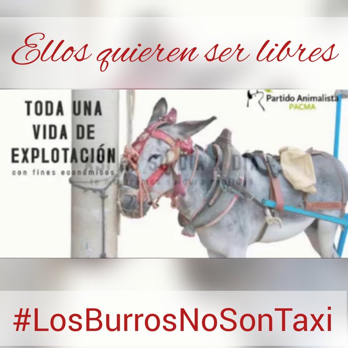 amaregar's tweet photo. ACCIÓN X 
CAMPAÑA
#SalvemosALosEquinos 
#LosBurrosNoSonTaxi 
Difunde y Firma La Petición  
Para acabar con la explotación 
de los  burros en Mijas (Málaga) 
Ellos quieren ser lbres y no esclavos 24horas 
Hazlo viral 
#LosBurrosNoSonTaxi
https://t.co/JCwIegbnqf
2024 https://t.co/laMmgw4neC