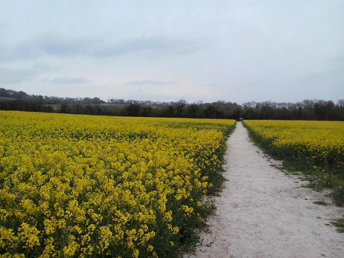 benking01's tweet photo. @SlowWaysUK Chalky footpath through an oilseed rape field - #Holybourne nr #Alton, #Hampshire April 2014. https://t.co/QOOMBLxvLS