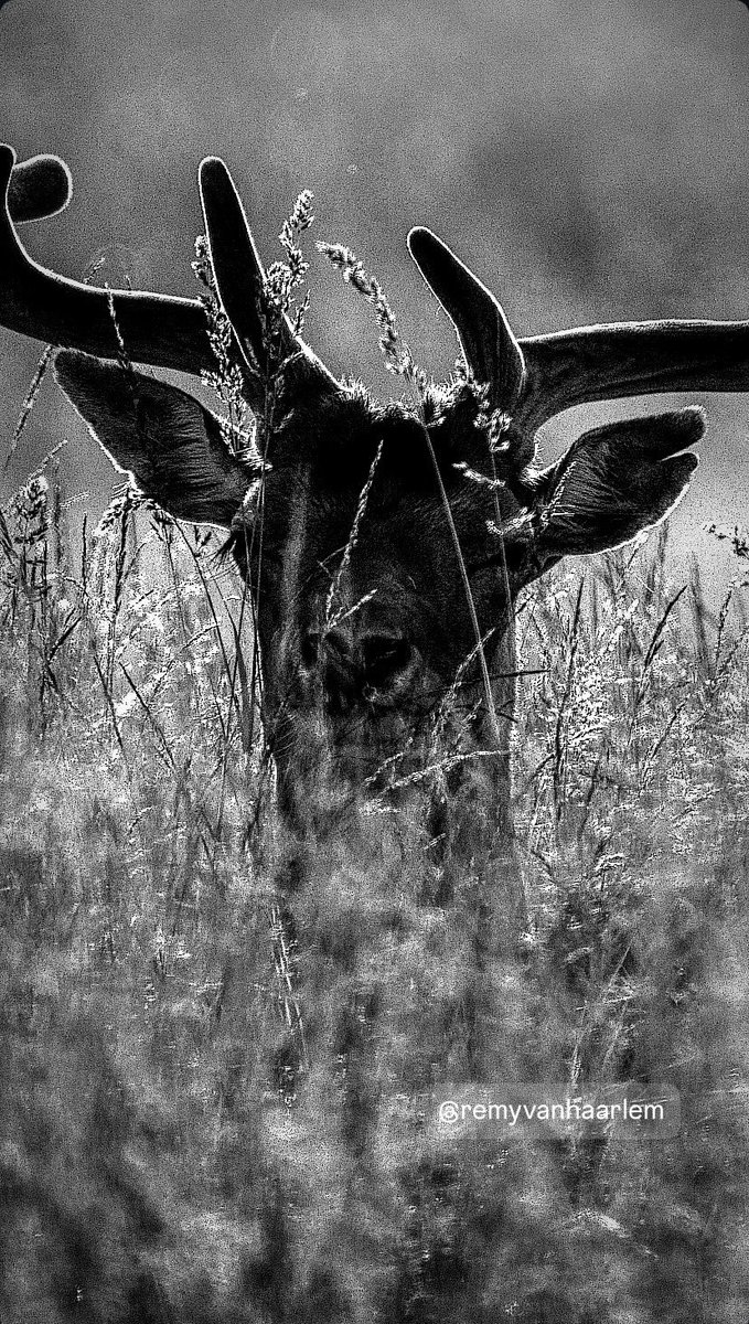 rvhaarle's tweet photo. Like a b….
#natgeolodges #sonyalpha #yourshotphotographer #natgeoyourshot #photooftheday #travel #bbcfrozenplanet #wildlifephotography #earthcapture #bbcearth https://t.co/6tsKYvuPx0