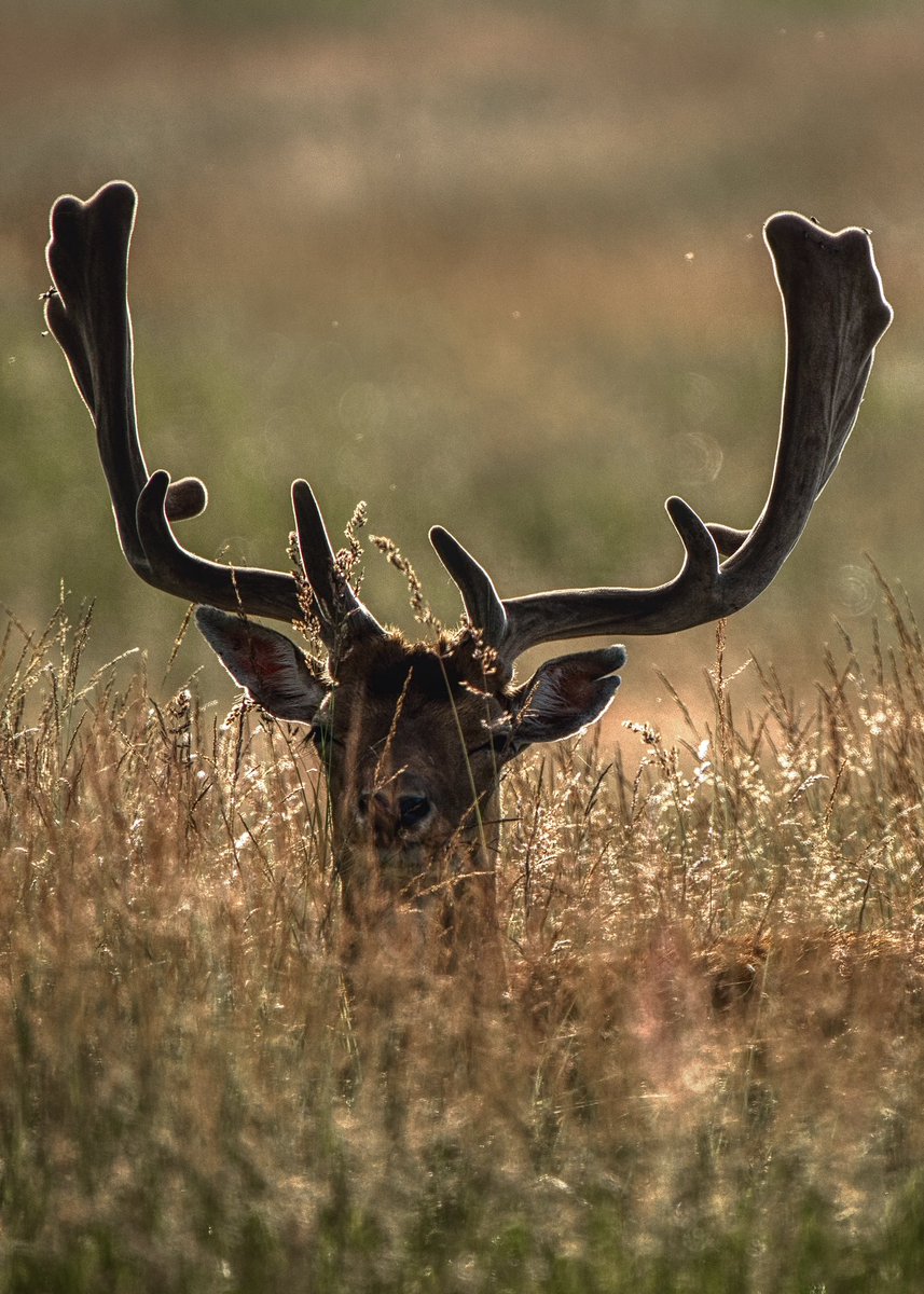 rvhaarle's tweet photo. Like a b….
#natgeolodges #sonyalpha #yourshotphotographer #natgeoyourshot #photooftheday #travel #bbcfrozenplanet #wildlifephotography #earthcapture #bbcearth https://t.co/6tsKYvuPx0
