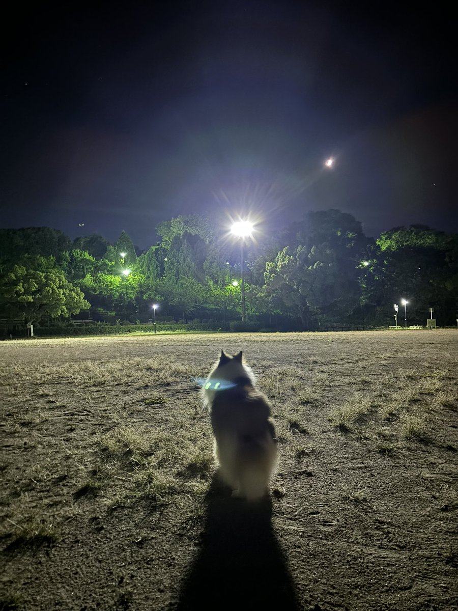 暑いので夜の散歩に切り替えたら、誰もいないグランドで黄昏てる😅