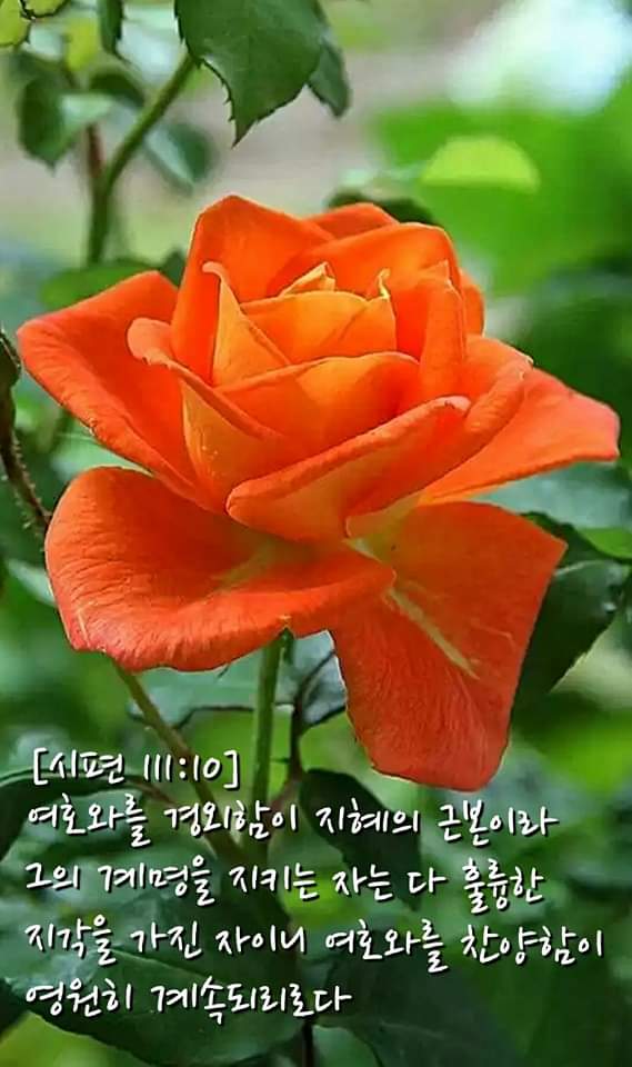 [시편 111:10]  여호와를 경외함이 지혜의 근본이라 그의 계명을 지키는 자는 다 훌륭한 지각을 가진 자이니 여호와를 찬양함이 영원히 계속되리로다